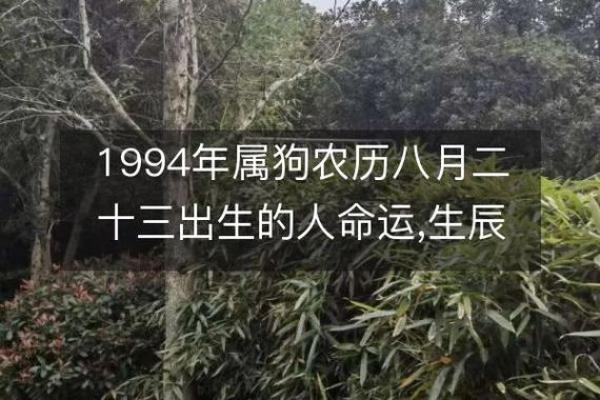 探秘94属狗男孩的命运与性格特点