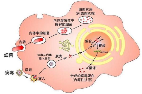 命理学探索：如何通过补救缺失元素找回平衡