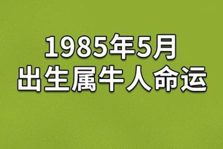 八五年出生的命运解析：了解属牛人的性格与发展之路