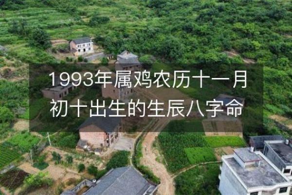 1981属鸡男人的命运解析：从性格到事业的全方位解读