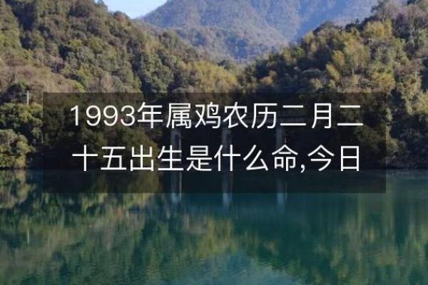 1993年：命运之鸡的辉煌与挑战