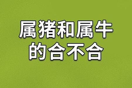 90年属猪命运解析：幸福与挑战的平衡之道