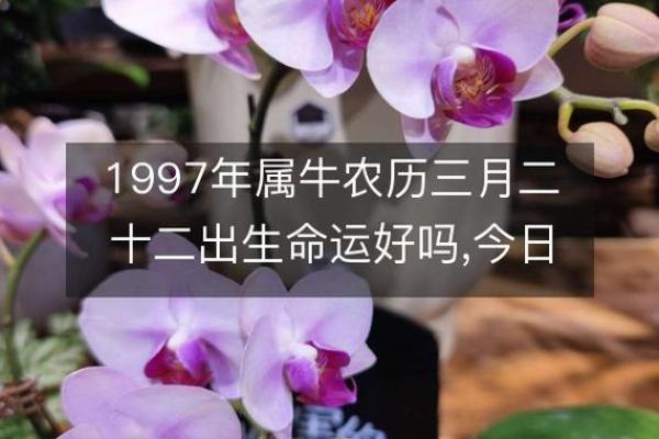 1997年属牛命运解析：性格特征与各方面的缺失