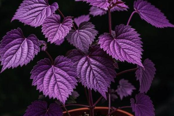 沙中土命适合养什么植物，让你的家居环境更加宜人！