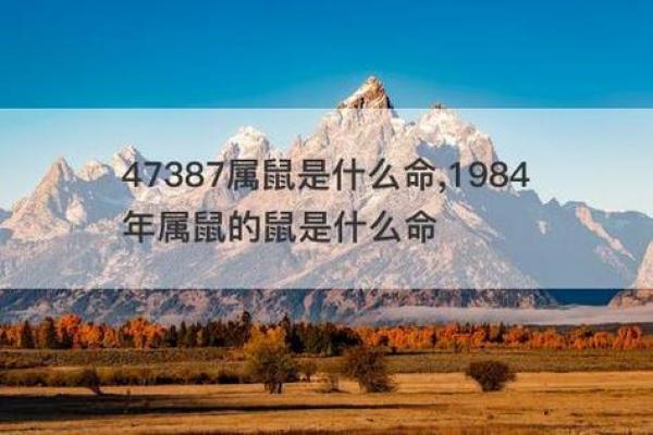 60年属什么命：探索属鼠人的命运与性格特点