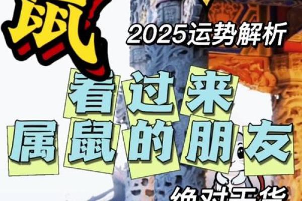 1984年出生的属鼠人及其命运解析：智慧与机遇并存的生命之旅