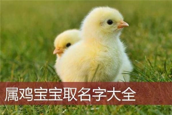 2017年正月出生的鸡宝宝：命运与性格的全解析