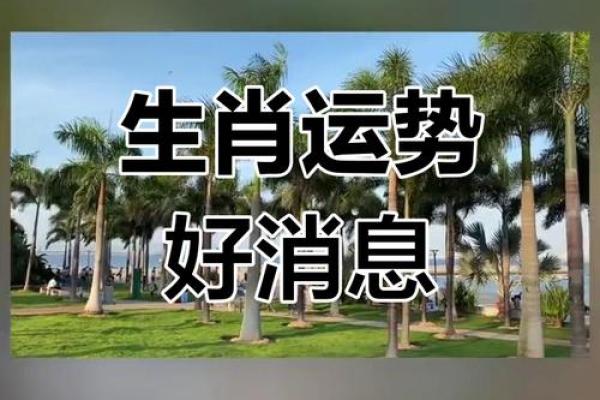 11-12月生肖运势大揭秘：你的命运如何转变？