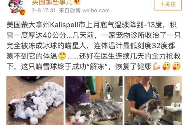 生肖变迁：探秘“猫命”之谜背后的故事与新生生肖的影响