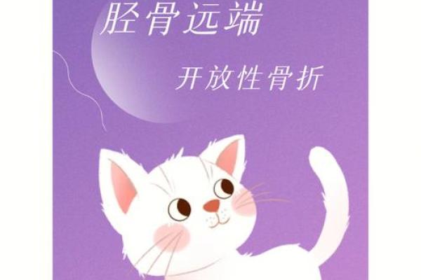 生肖变迁：探秘“猫命”之谜背后的故事与新生生肖的影响