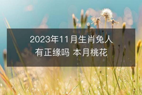 2020年属兔命运解析：兔年人的人生道路与桃花运