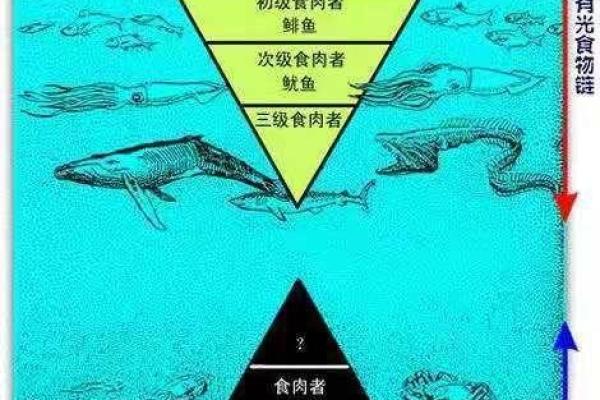 探索海洋深处：揭秘地球上最长的生物与奇妙的生态系统