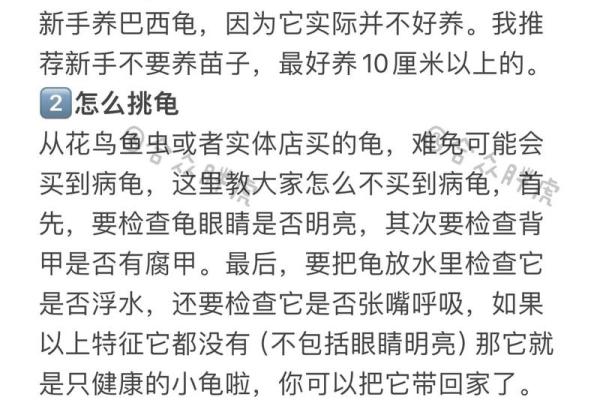 适合养龟的人的命理特征，让你轻松选择忠实伙伴！