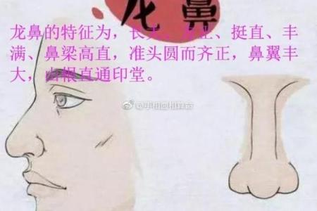 长得秀气的鼻子，命运如何？细说鼻相学的奥秘与人生机遇！