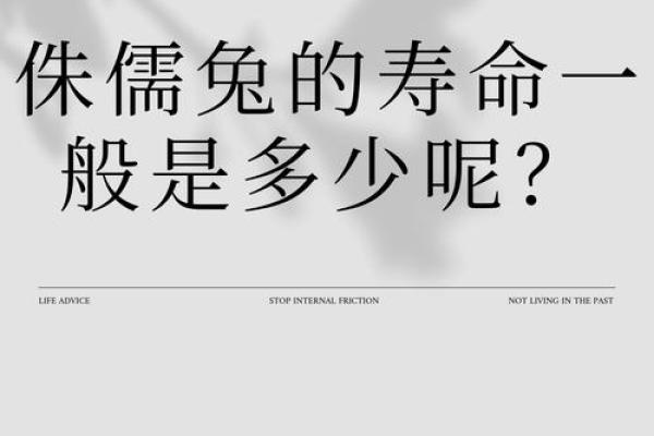 1999年兔年卯时，命理解析与生活启示