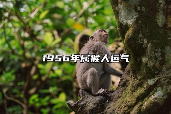 1968年属猴人的命运解析：智慧与活力的双重碰撞