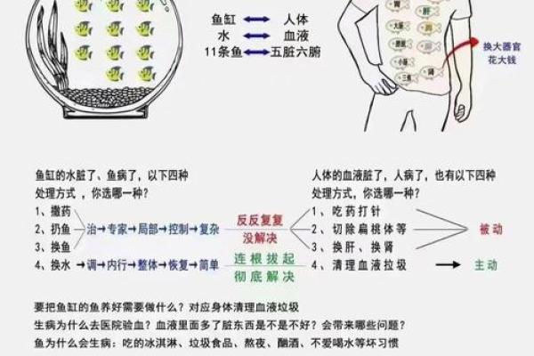 探秘命理：如何通过养鱼提升运势与财富运