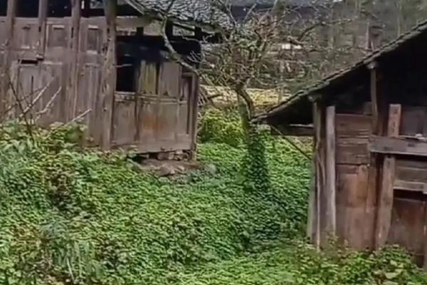 鸡年未时女孩命运解析与人生指南