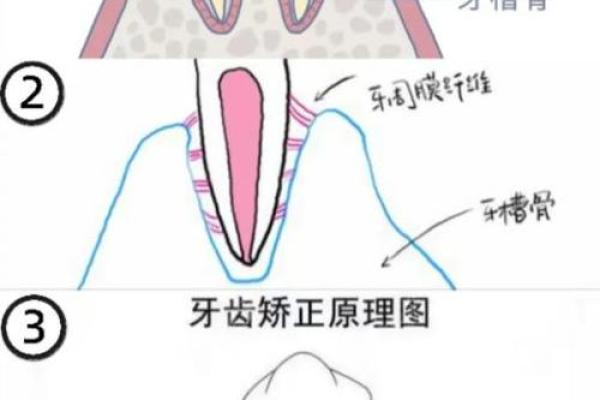 牙齿的秘密：从牙齿数量窥探你的命运与性格