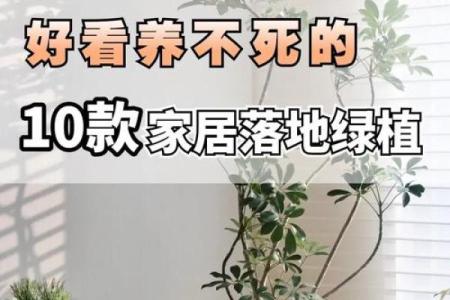 根据命格选择适合种植的植物，让生活更美好