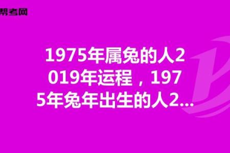 解读2022年兔年命运：兔年出生者的性格与运势分析