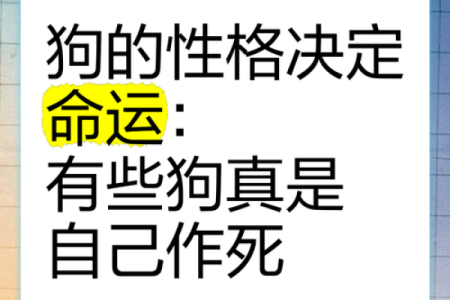 生肖狗的命运与性格：1983年出生者的独特人生之路