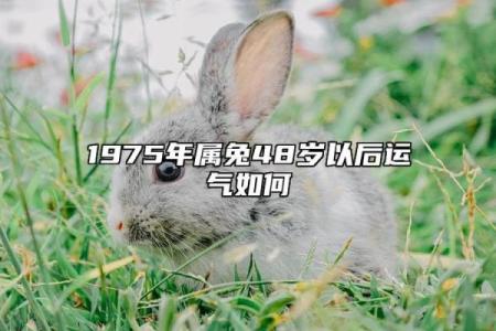 1975年出生的属兔命人大揭秘：命运与性格探秘！