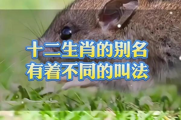 乞丐命中的生肖动物：解锁命运的奥秘与启示