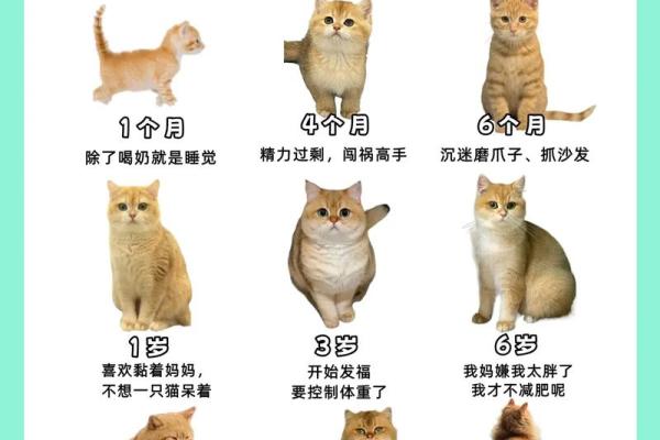 命理看养宠物：哪些命格不适合狗猫陪伴？