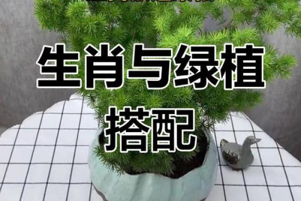 提升木命财运的秘笈：适宜佩戴与木相关的饰品和植物！