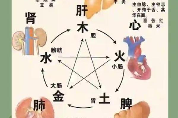 虎的五行解析与命理深度探索：揭开虎年的神秘面纱