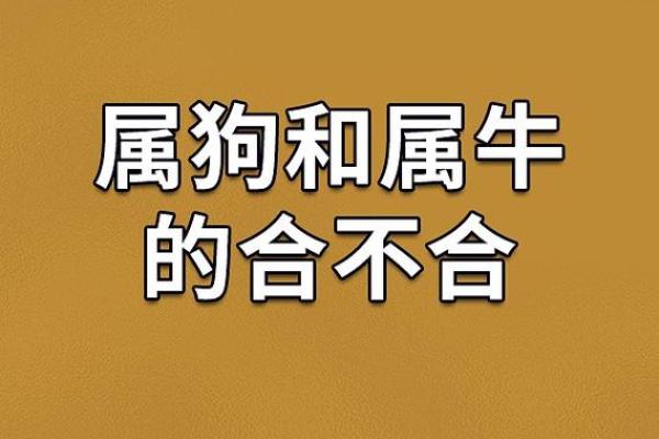 属狗与鼠出洞的命运启示：如何迎接新的开始与挑战