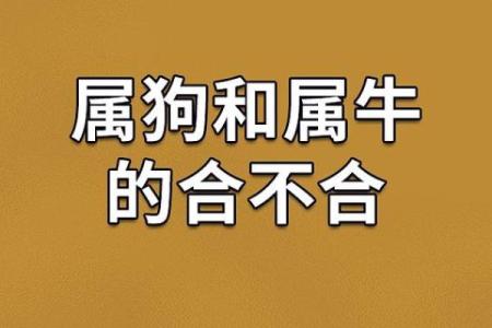 属狗与鼠出洞的命运启示：如何迎接新的开始与挑战