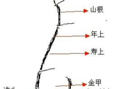 女人鼻准尖命运解析：从面相看人生的吉凶与财富