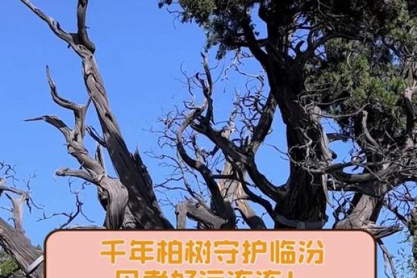 松柏木命：探索松柏木的独特魅力与文化价值