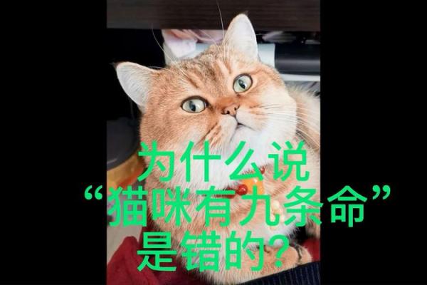 猫咪九条命的神秘传说：它的真实名字与故事探秘