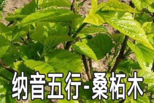 桑松木命与属相的深度解读：揭示命理中的神秘力量