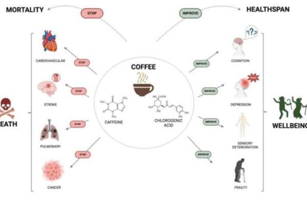 探秘续命咖啡：哪种咖啡最具保健功效？