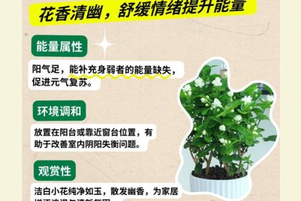 大林木命养殖花卉推荐：让你的居家环境焕发生机与活力