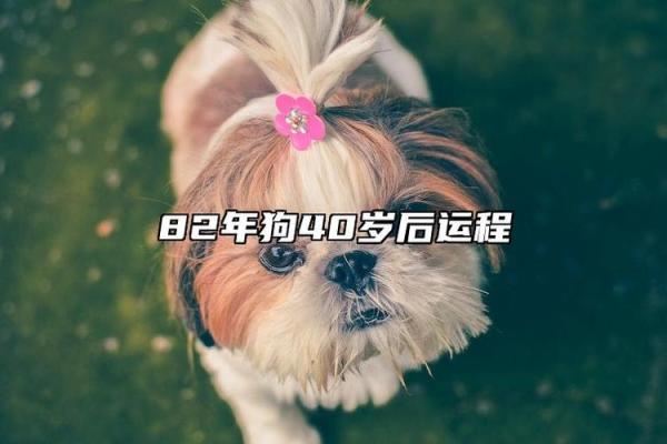 属狗人一生几月命犯什么，详情解密！