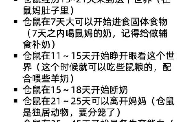 鼠年小孩的命运解析：天生的聪慧与未来的发展潜力