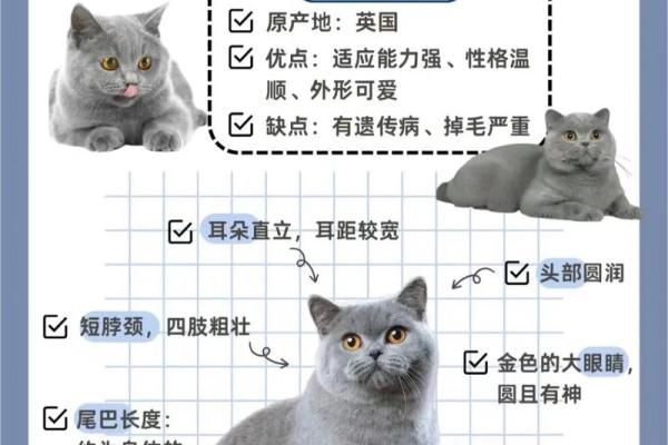 养猫的秘诀：如何找到适合自己性格的猫咪伙伴