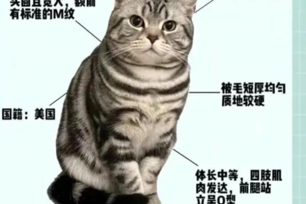 养猫的秘诀：如何找到适合自己性格的猫咪伙伴