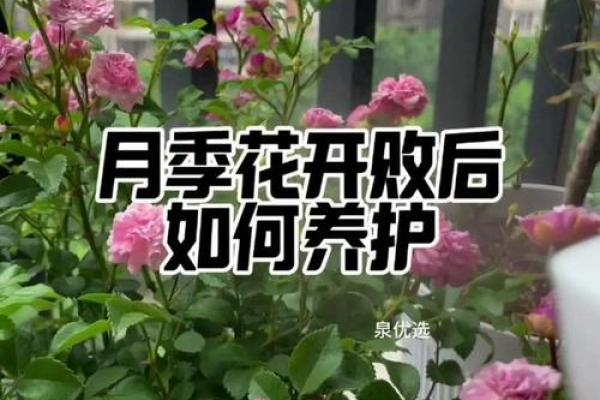 根据命理看女人养花的独特魅力与技巧