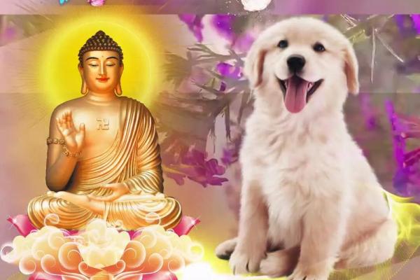 属狗1970男士的命运与性格分析:人生与运势的深度探讨 属狗1970男士的命运与性格分析:人生与运势的深度探讨