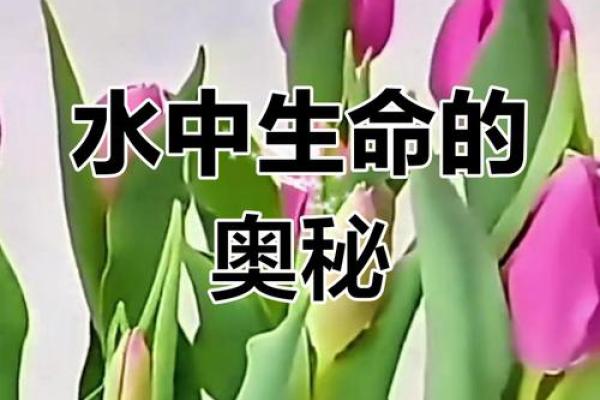 1974年是什么水命?探寻生命的流转与智慧的启迪 1974年是什么水命?探寻生命的流转与智慧的启迪