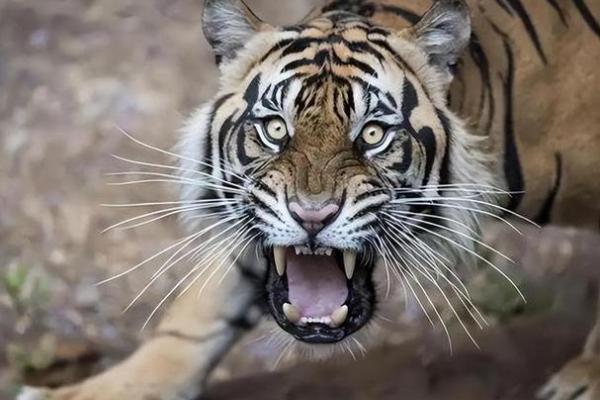 老虎24岁是什么命:探索命理与人生的奥秘 老虎24岁是什么命:探索命理与人生的奥秘